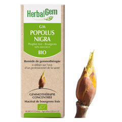 G36 - Populus nigras - peuplier